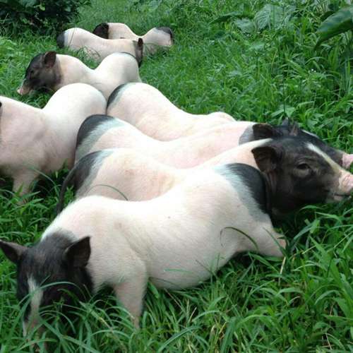 巴马香猪养殖环境