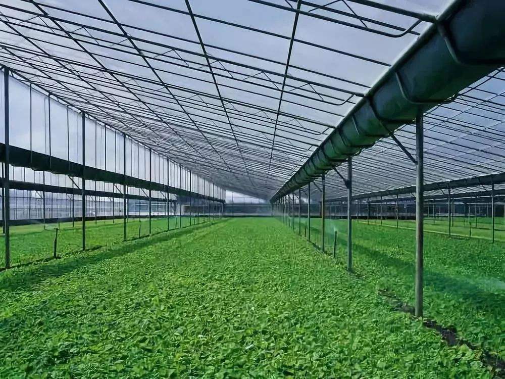 杭州果蔬种植基地